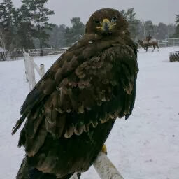 galymzhanov enlik-bek