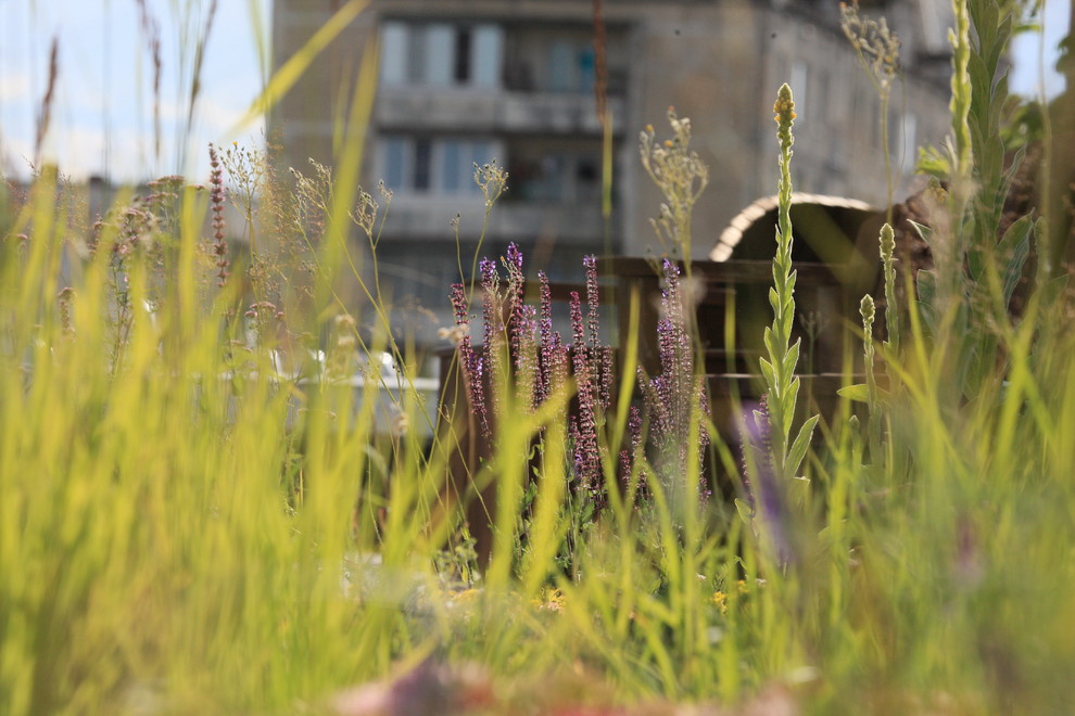 Сад на крыше