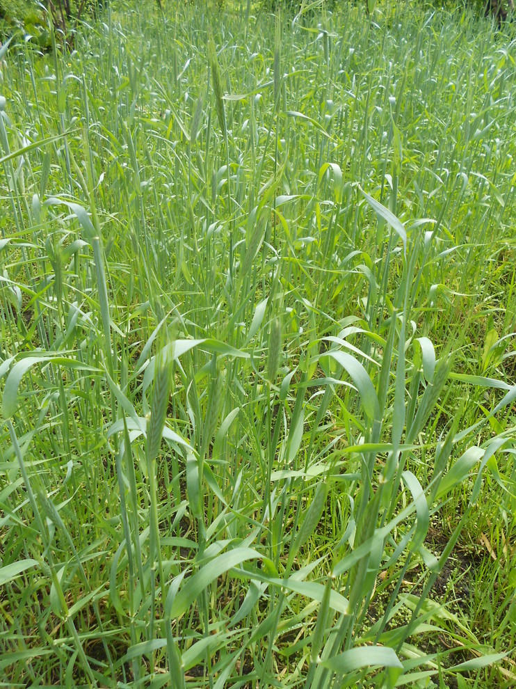 Сидераты: Как улучшить почву без удобрений