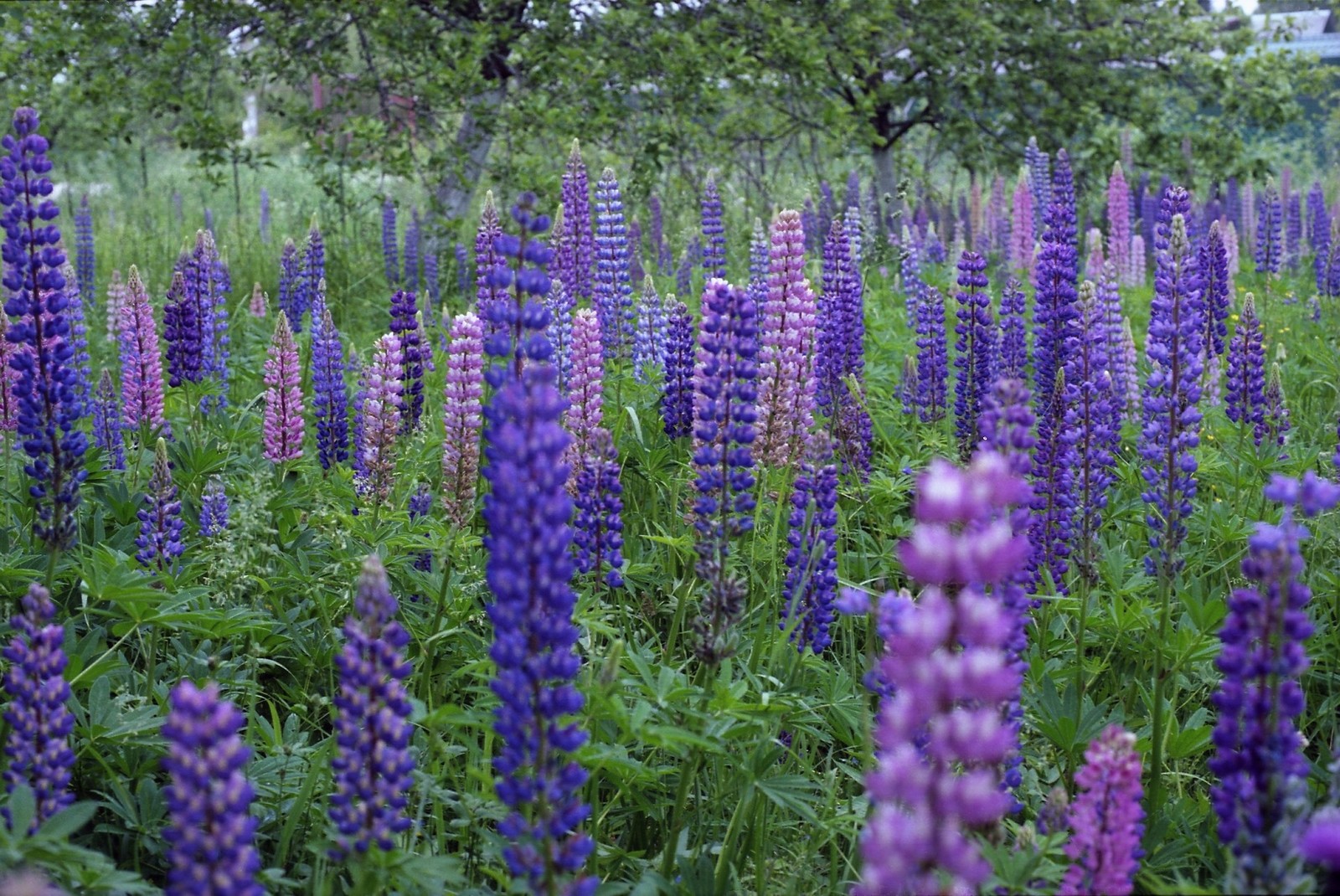 Сидераты: Как улучшить почву без удобрений