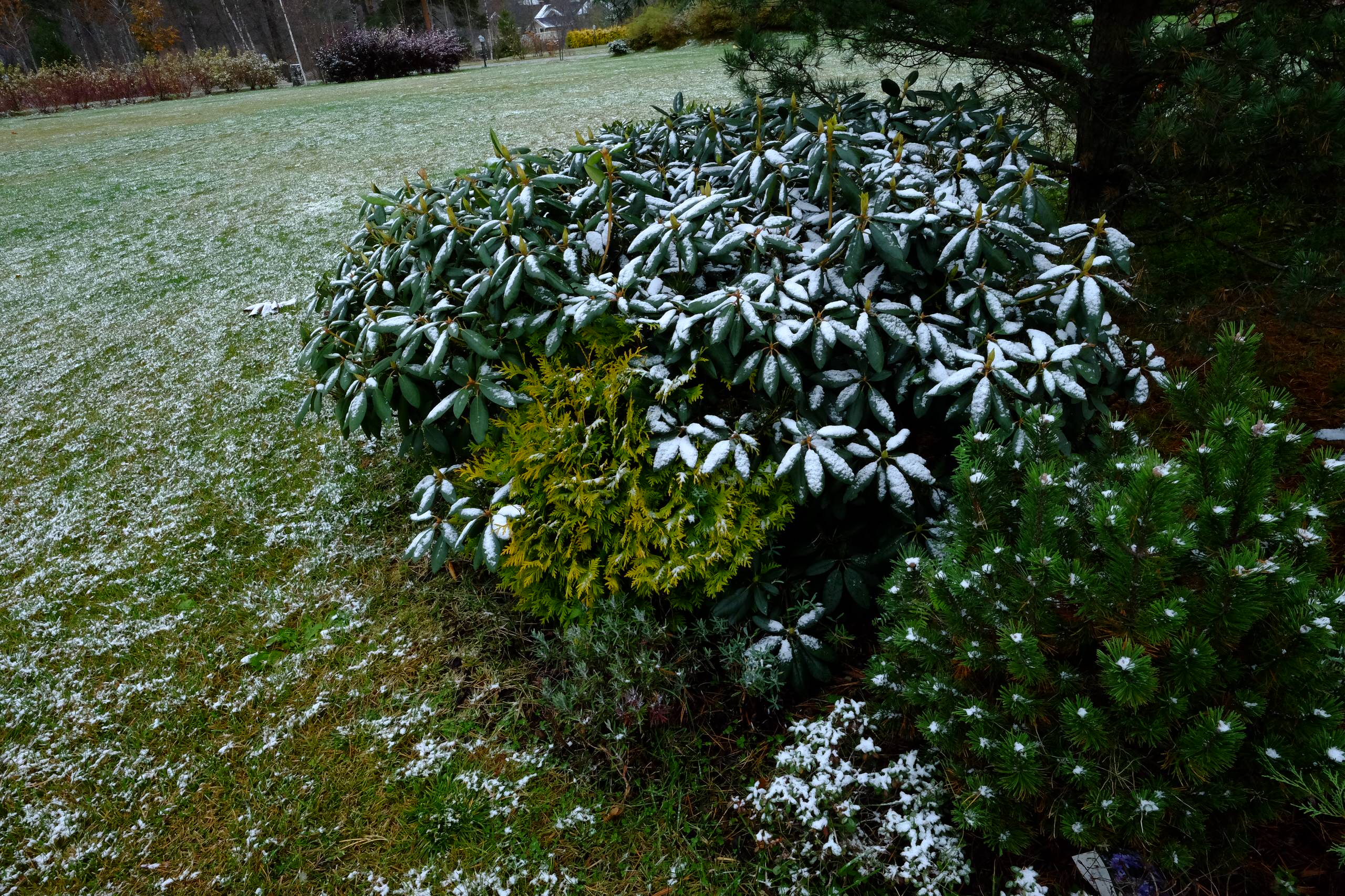 Ледниковый период: Как уберечь растения зимой