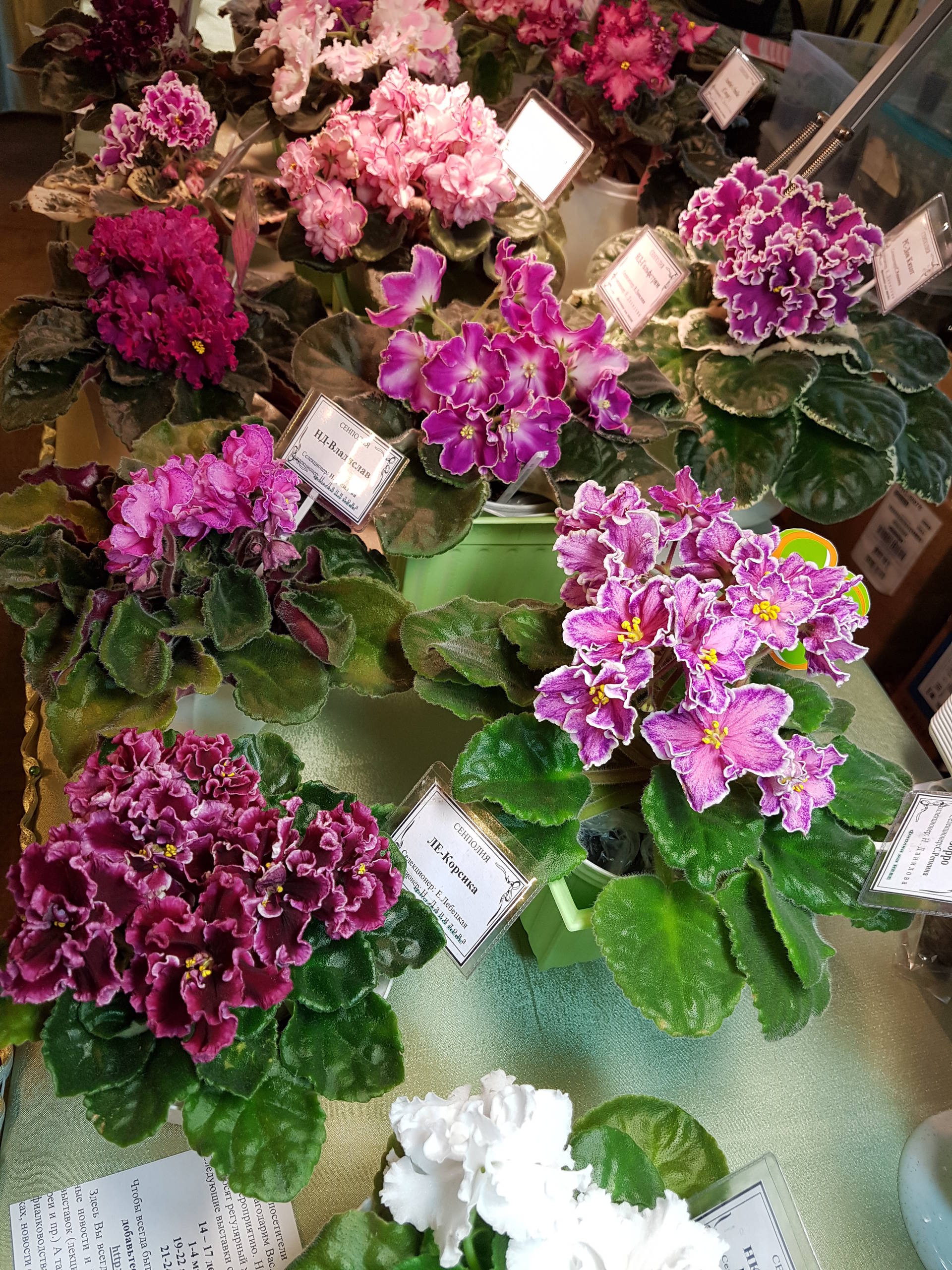 Растение месяца: Сенполия на подоконнике