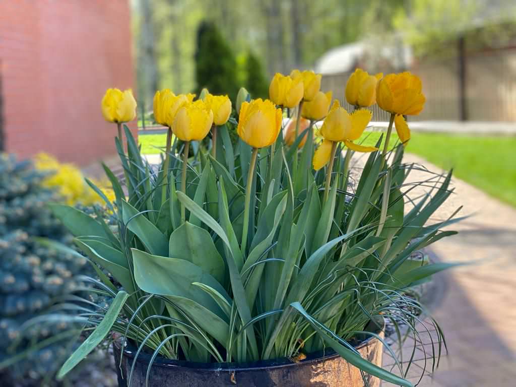 Озеленение территории г. Гурьевск, Калининградская область