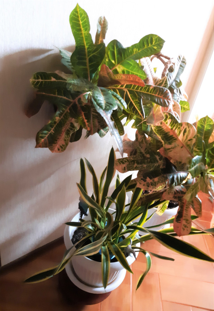 Озеленение интерьера дома и офиса