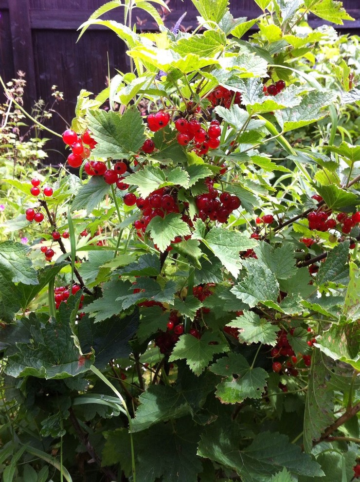 В гостях: Сад на выходные для родителей