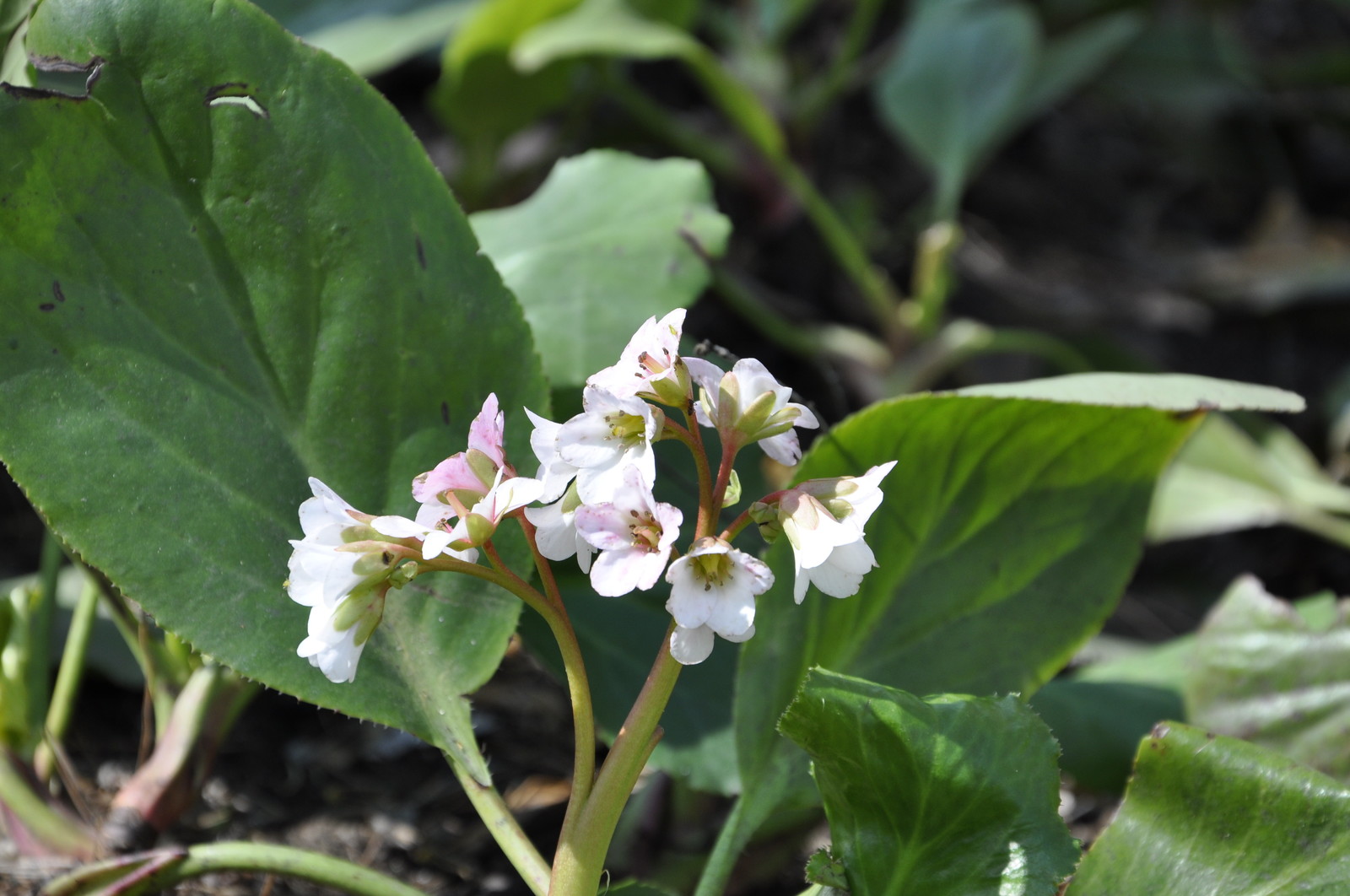 кп. "Архангельское" - Уход за садом - 100% качество!