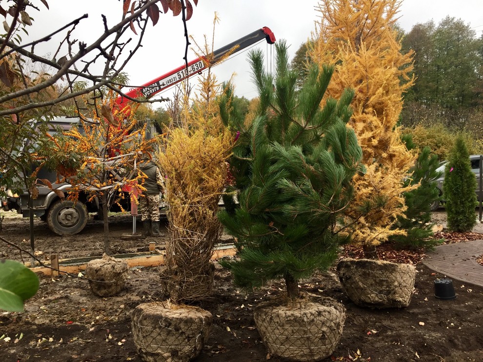 Русские Забавы. начало посадок, октябрь 2017