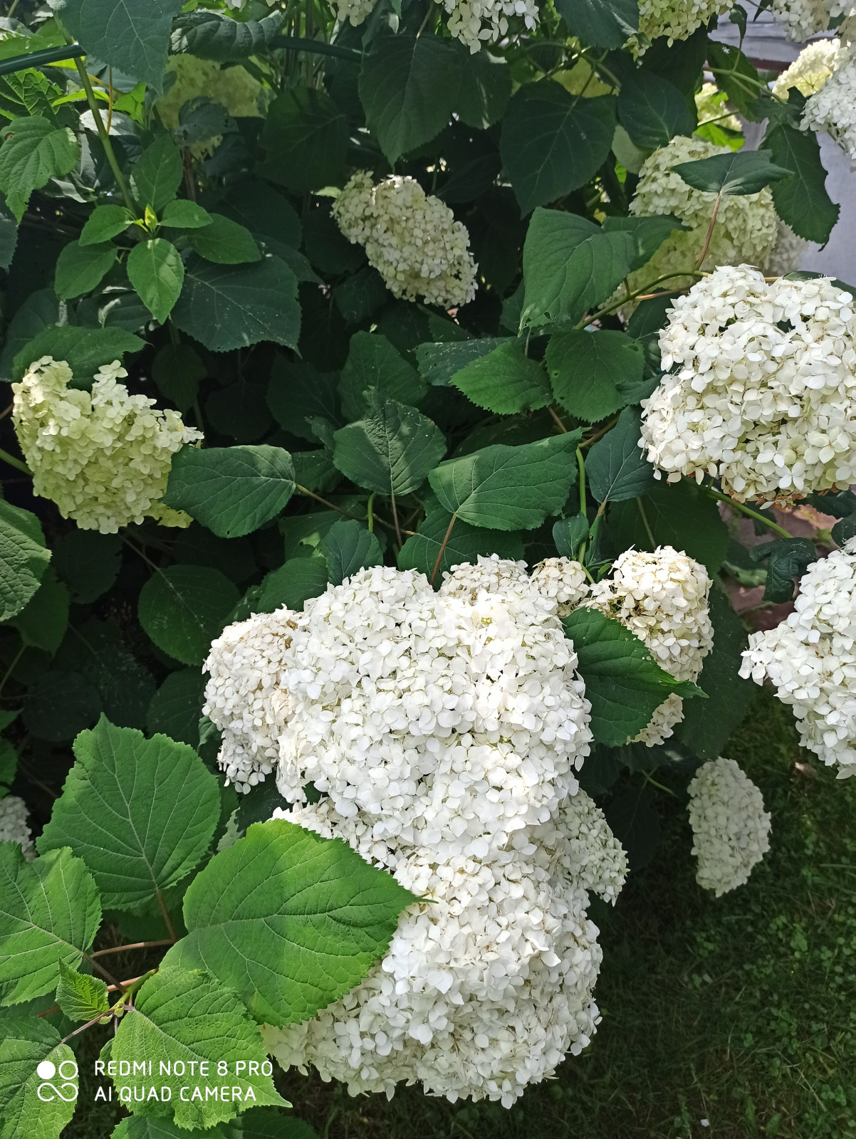 Ландшафт сада в 6 соток.