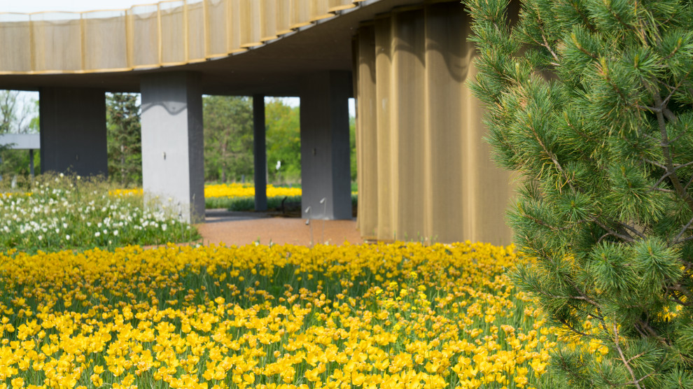 Природный сад. Жуковка XXI век. 2017-2018 гг.