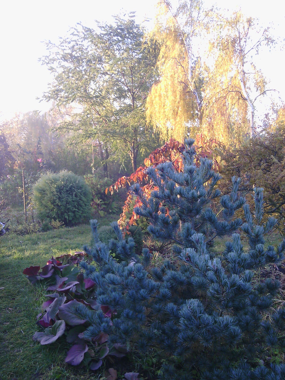 Наш собственный сад