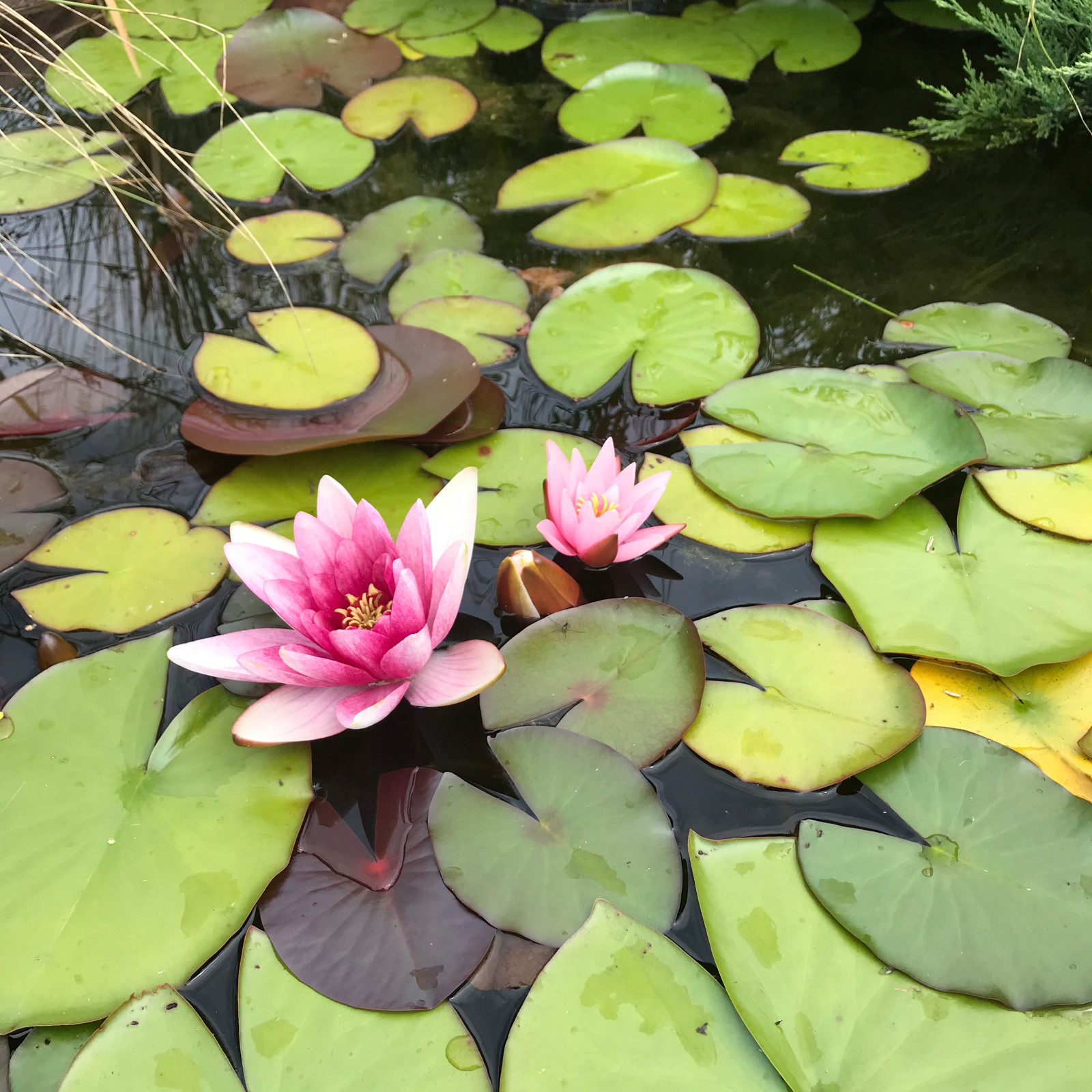 В гостях: Уютный сад с прудом на песках от выгоревшего торфа