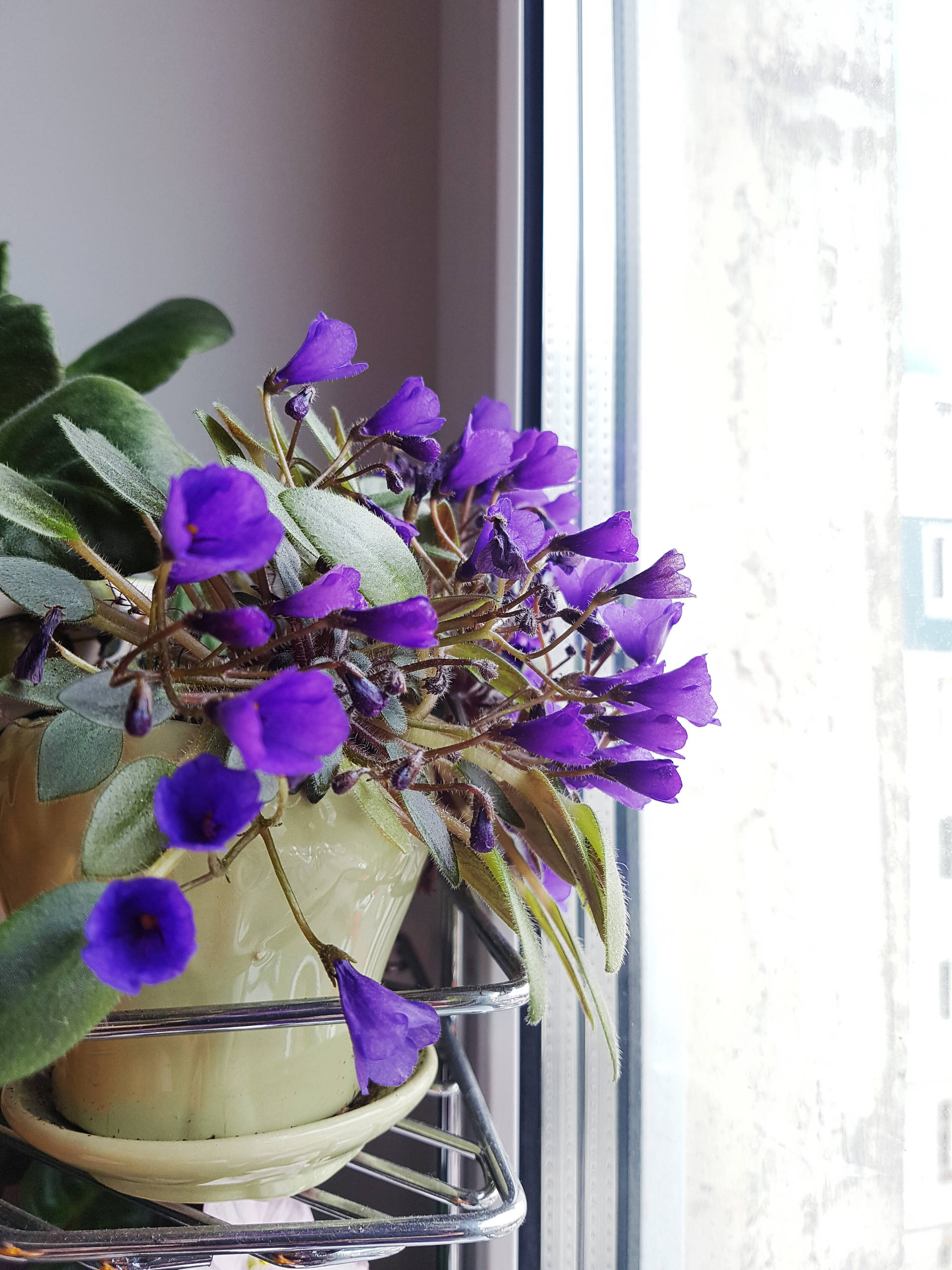 Растение месяца: Сенполия на подоконнике