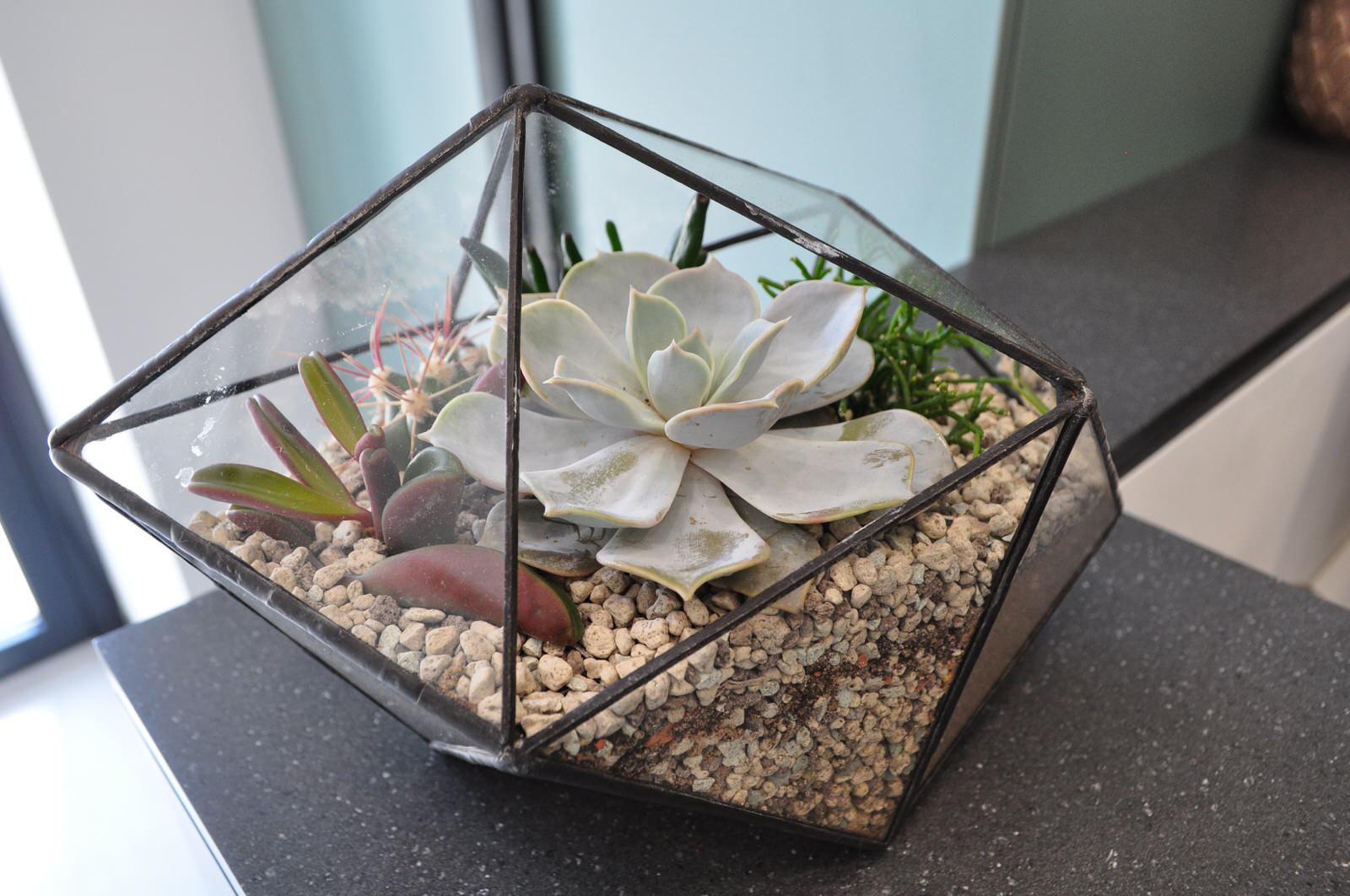 Обложка проекта: Флорариумы