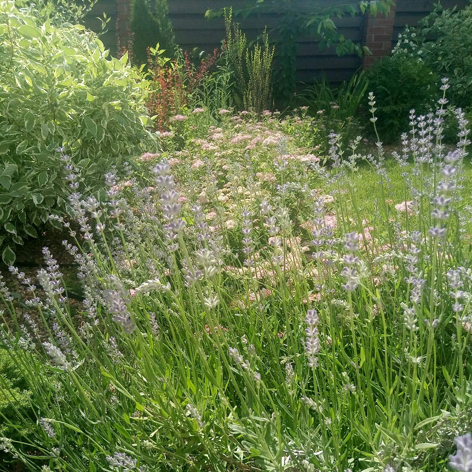 Сад в Рожновке