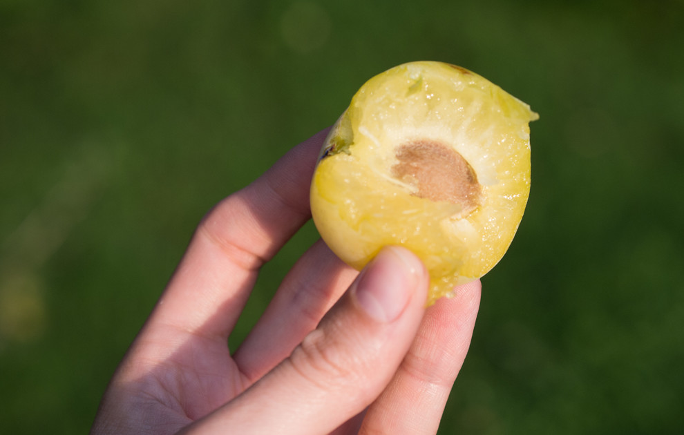 Как правильно: Сделать компост дома в городских условиях