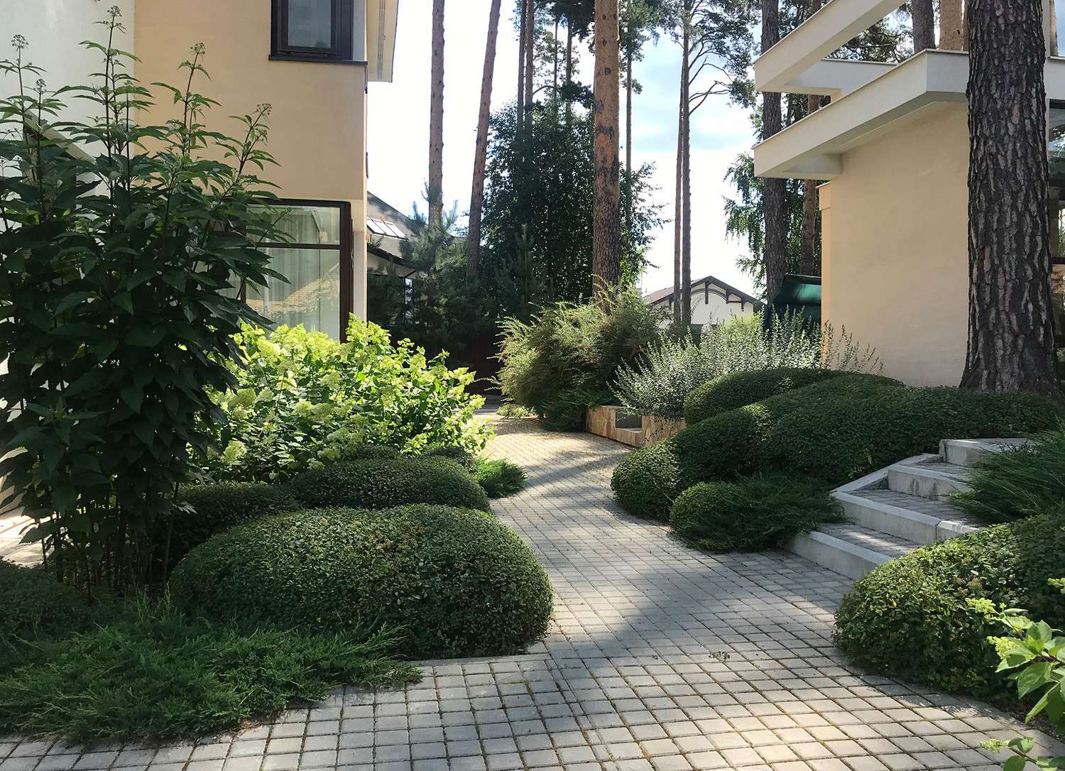 Между большими соснами. Формирующая обрезка.