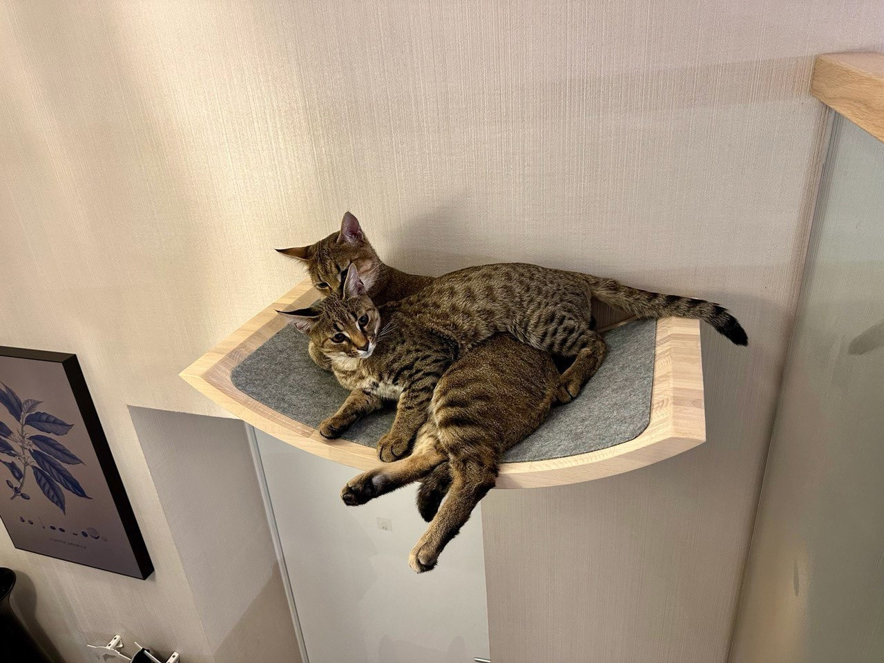 Игровой комплекс для кошек серии SOLID