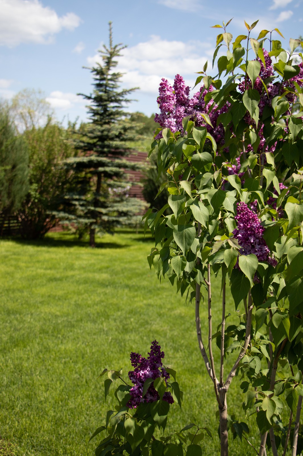 Сосновые берега