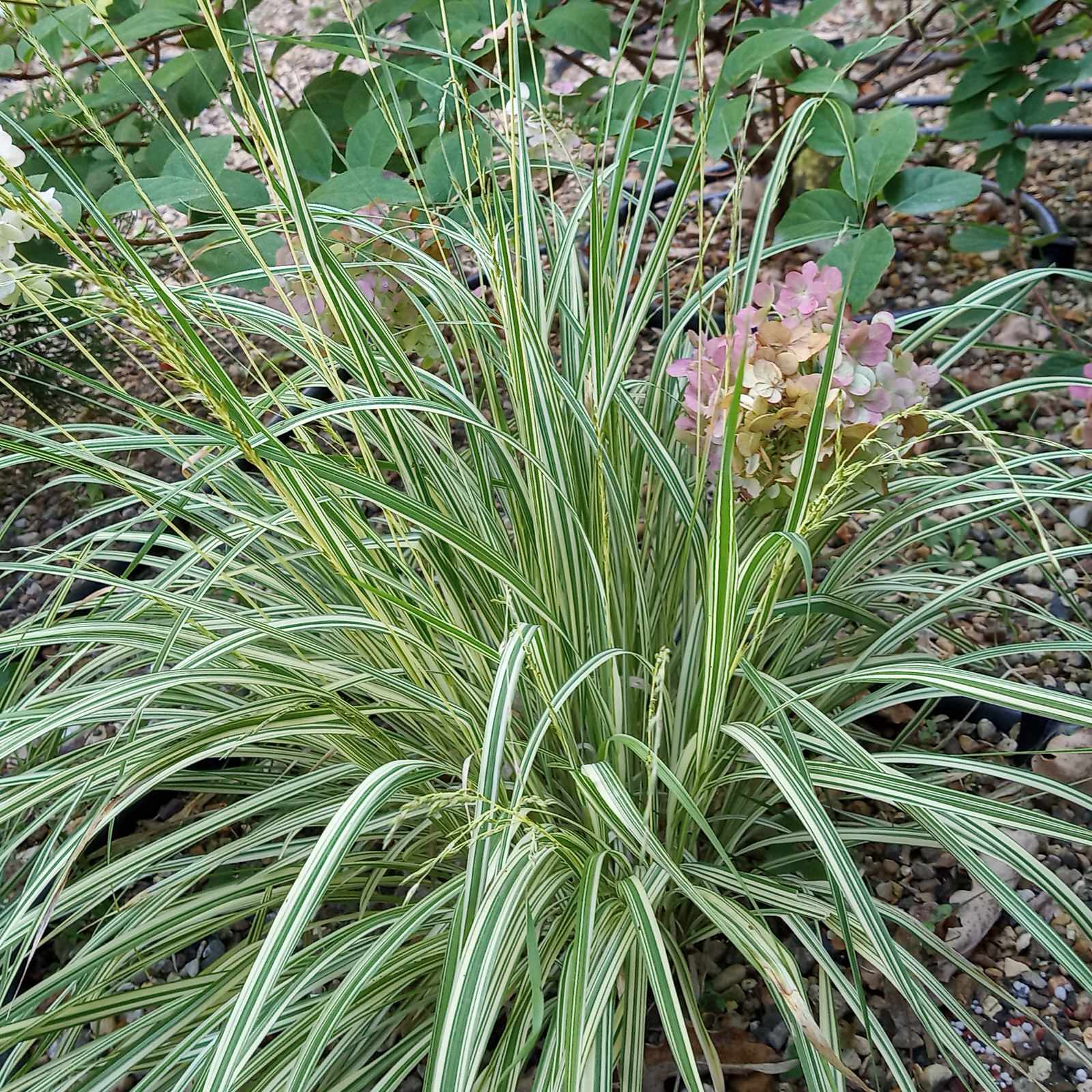 Сад в Рожновке