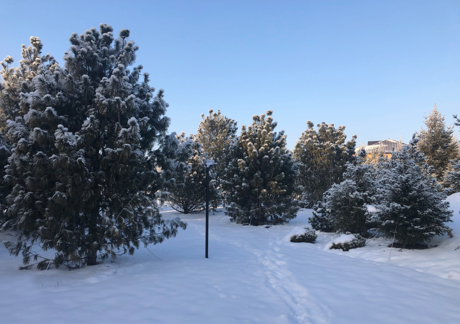 Сад Кроличья нора. Зима