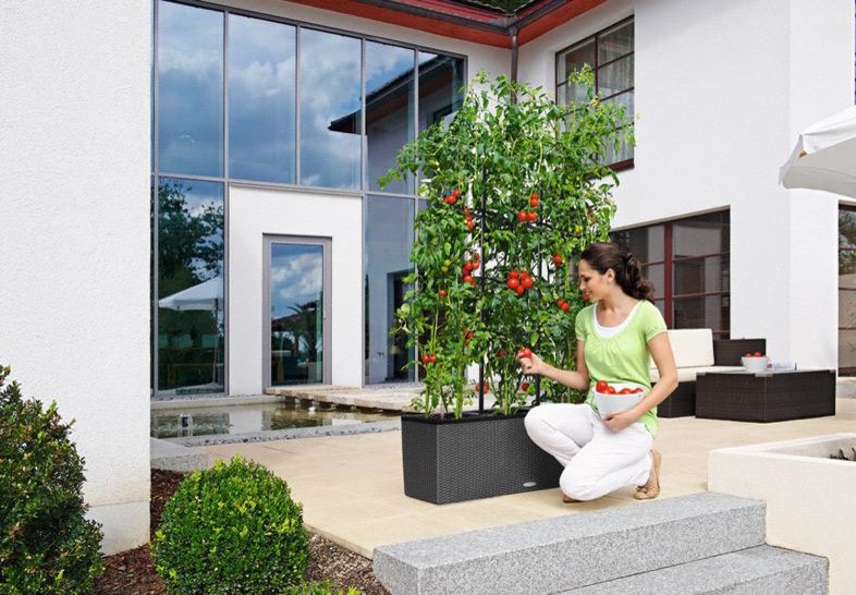 Зеленая перегородка