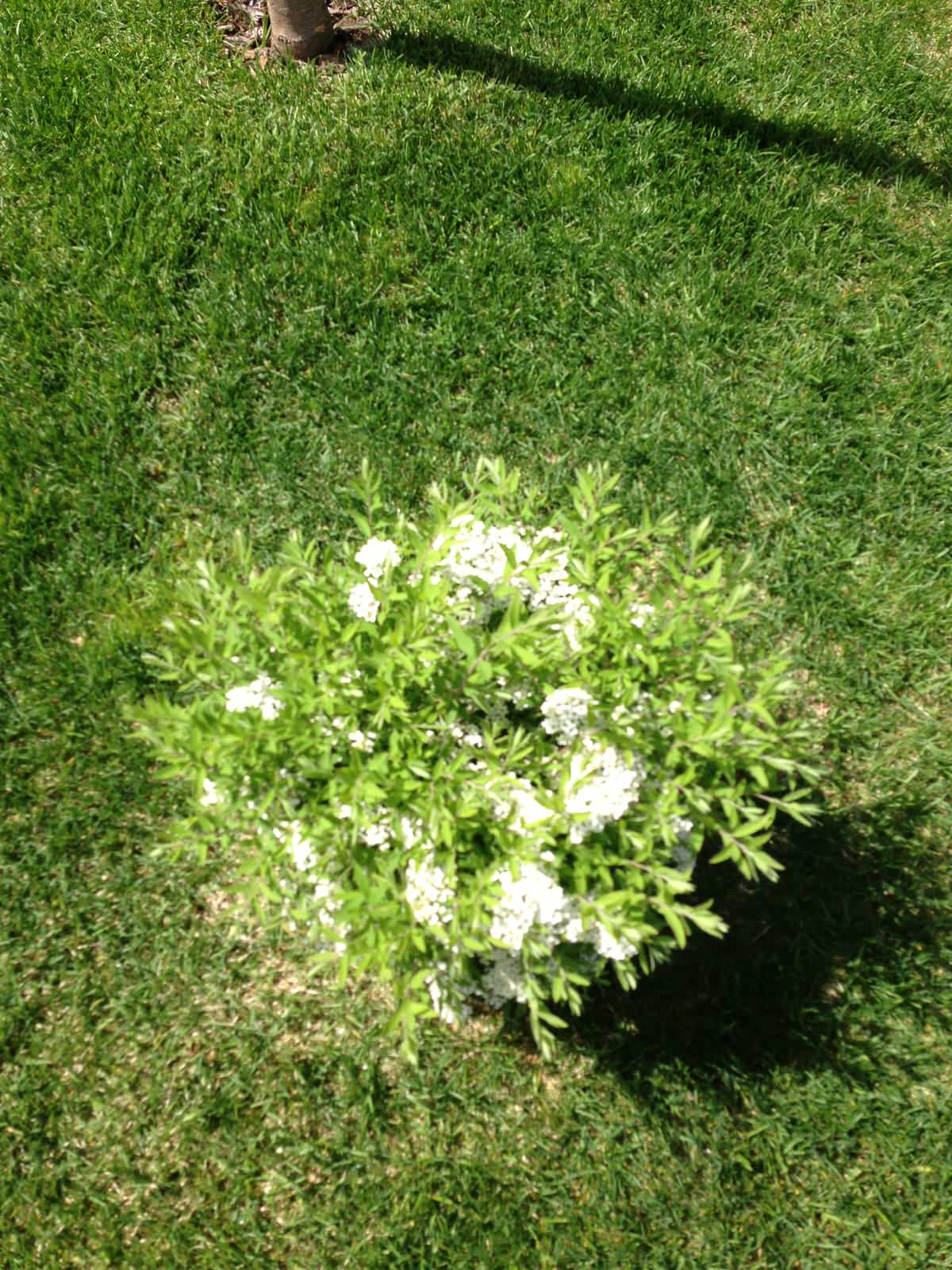 Вавиловец 1