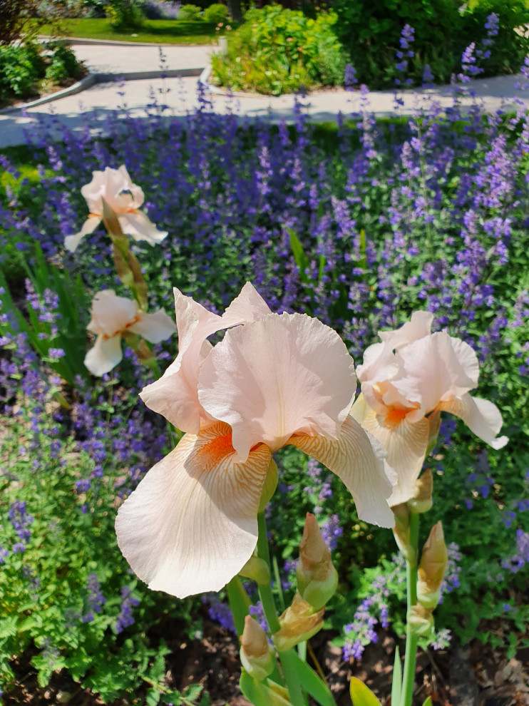 Частный сад