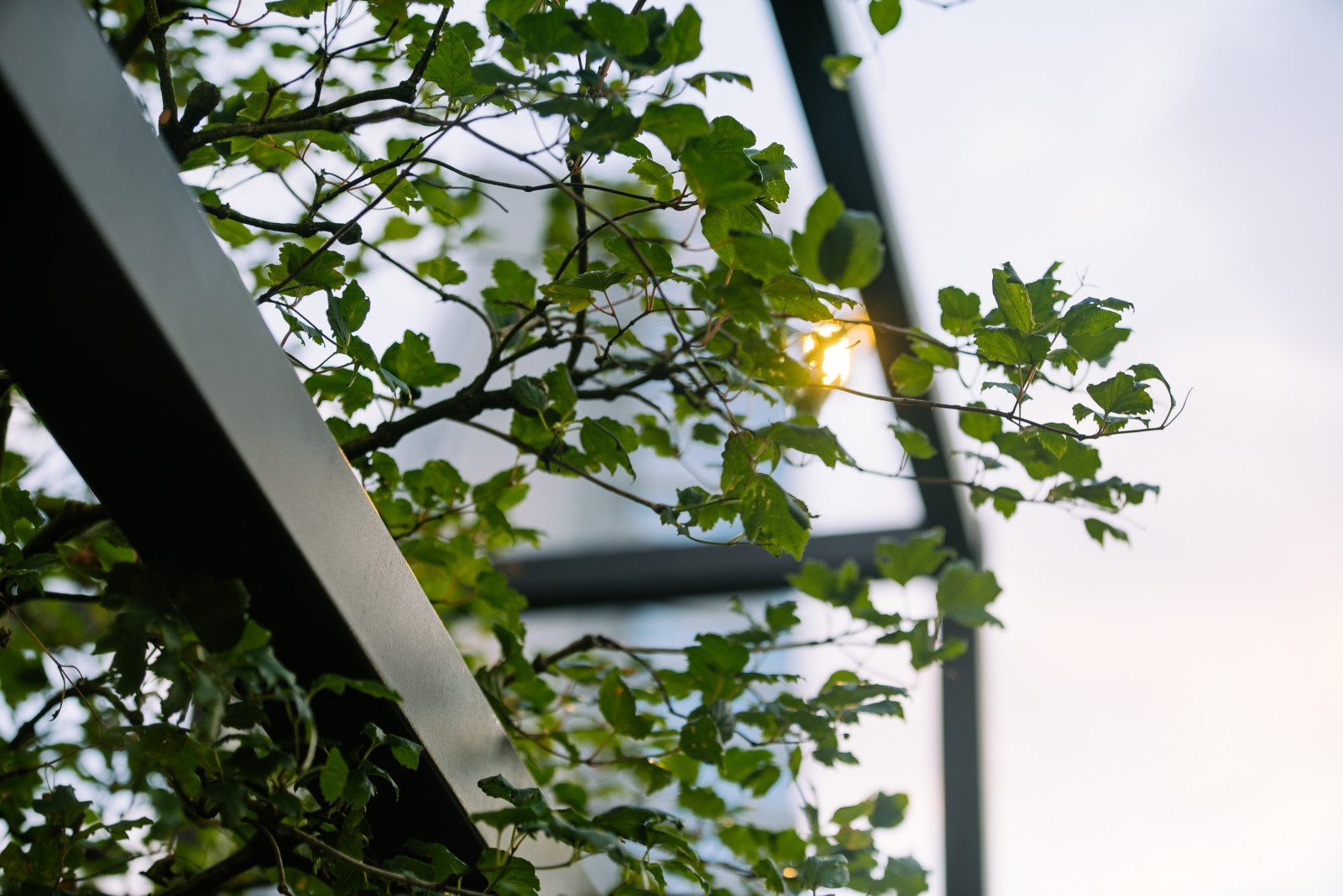 Архитектура природы