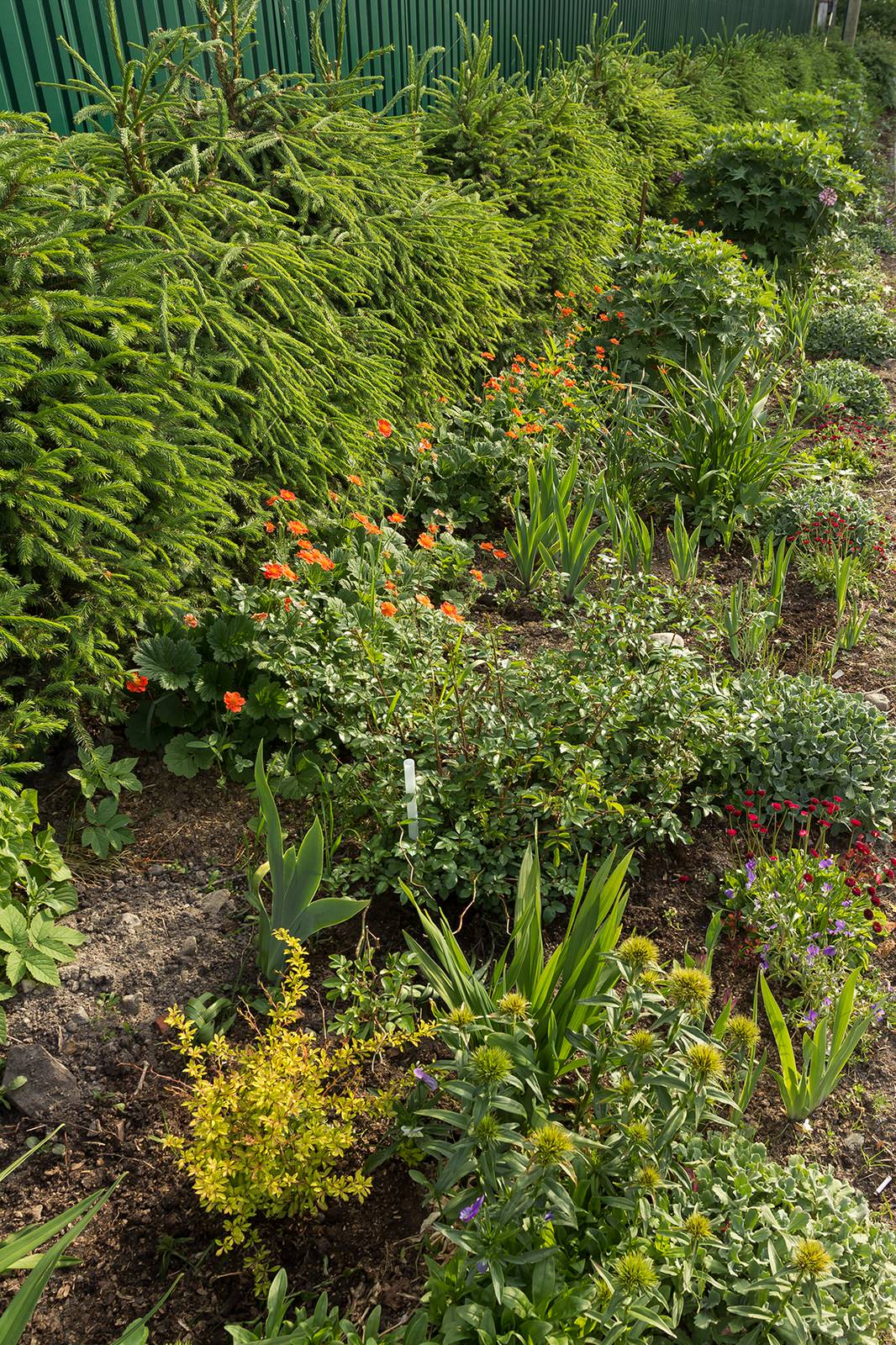 Живая изгородь