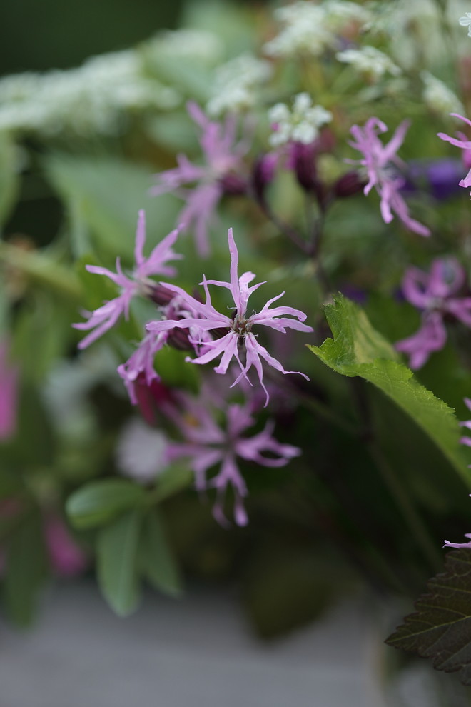 Обложка проекта: Садовые букеты