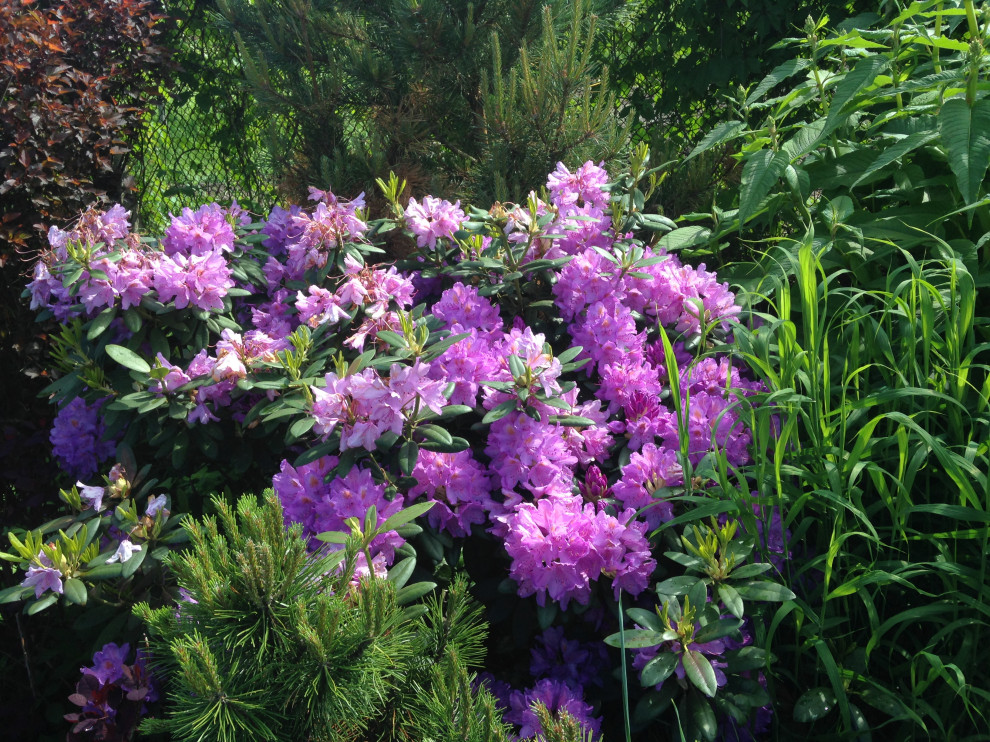 Сад на песках