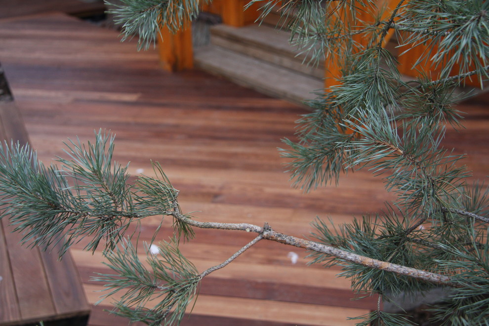 Сад в Завидово