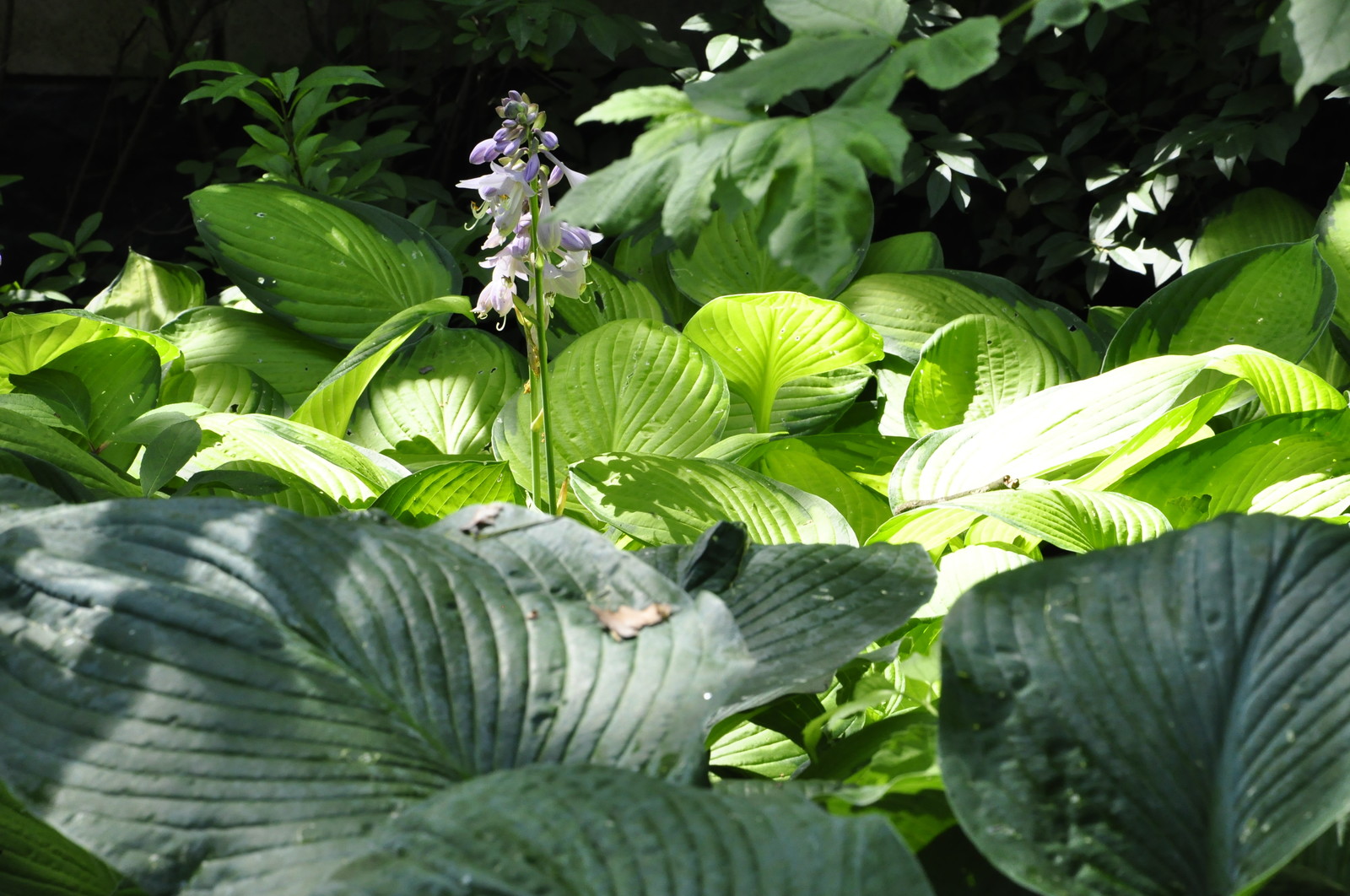 кп. "Архангельское" - Уход за садом - 100% качество!