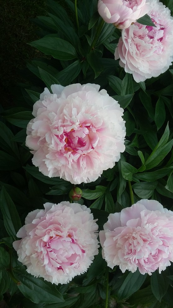 Ландшафтный дизайн