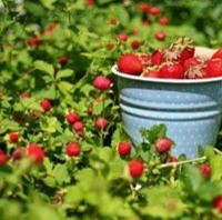 Ирина Шаханова