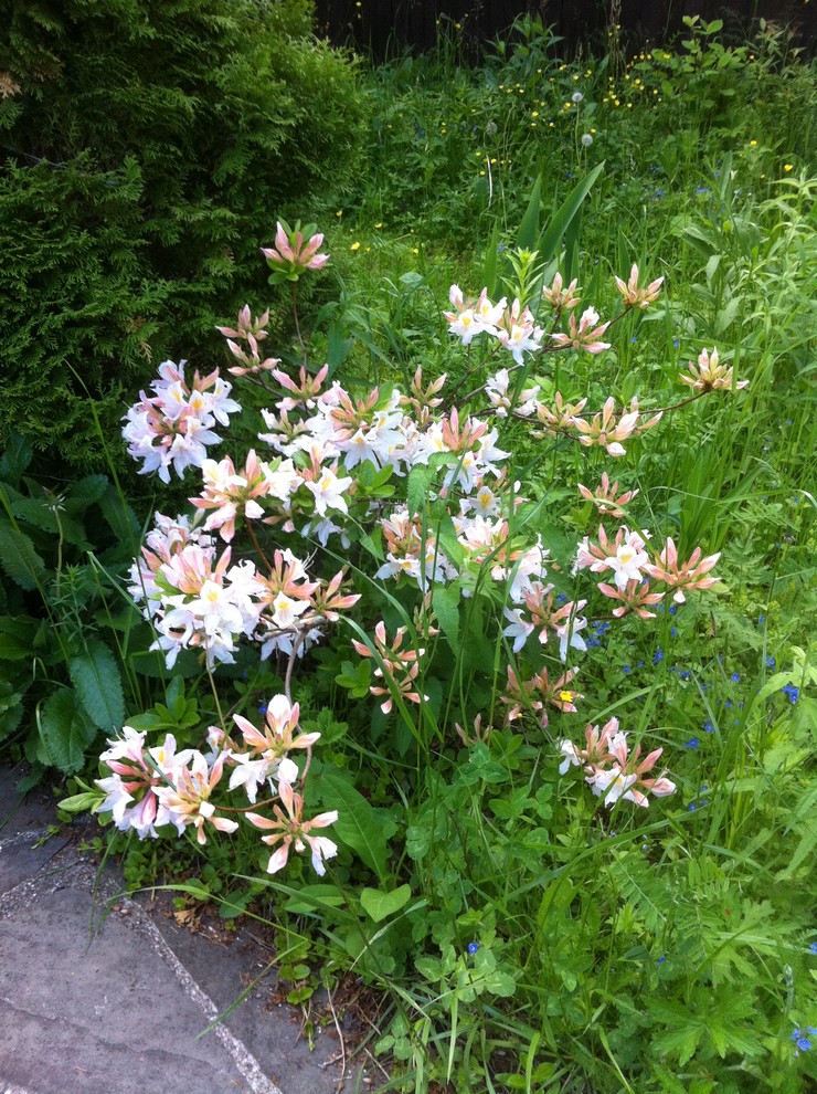 Сами не местные: 10 кустарников в зоне риска в Подмосковье