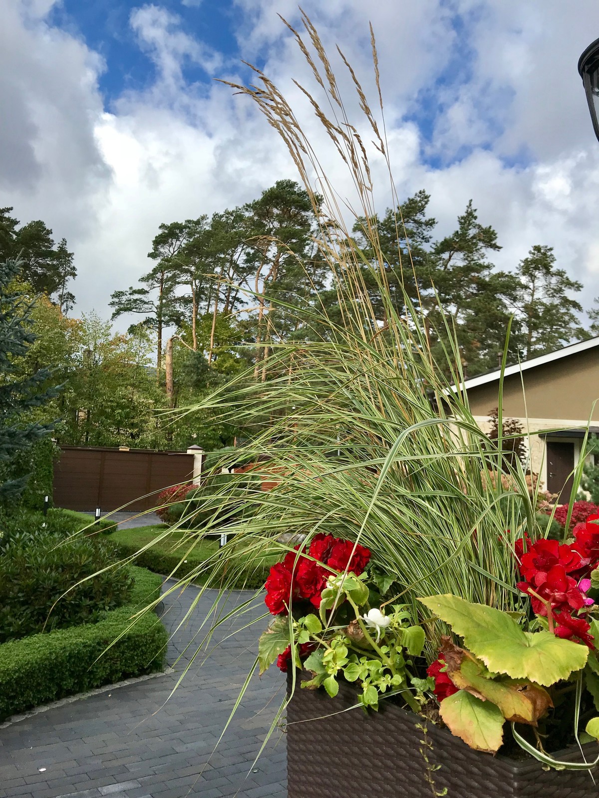 Зелёный лес