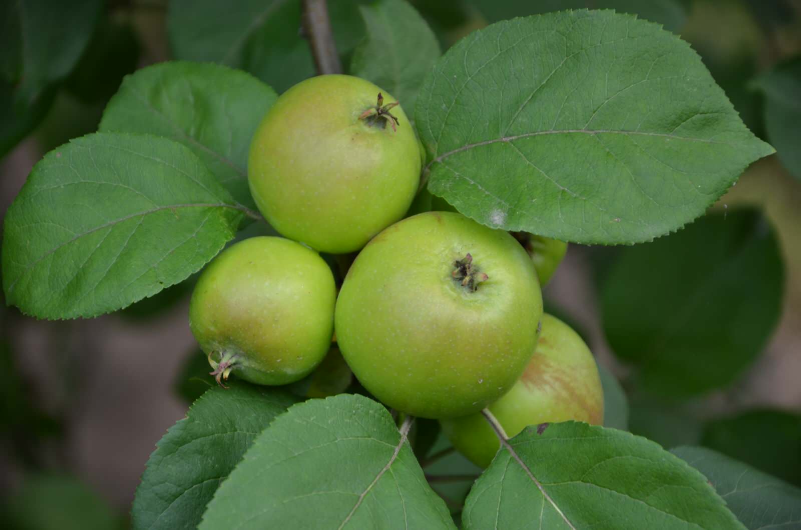 Садовый участок - лето