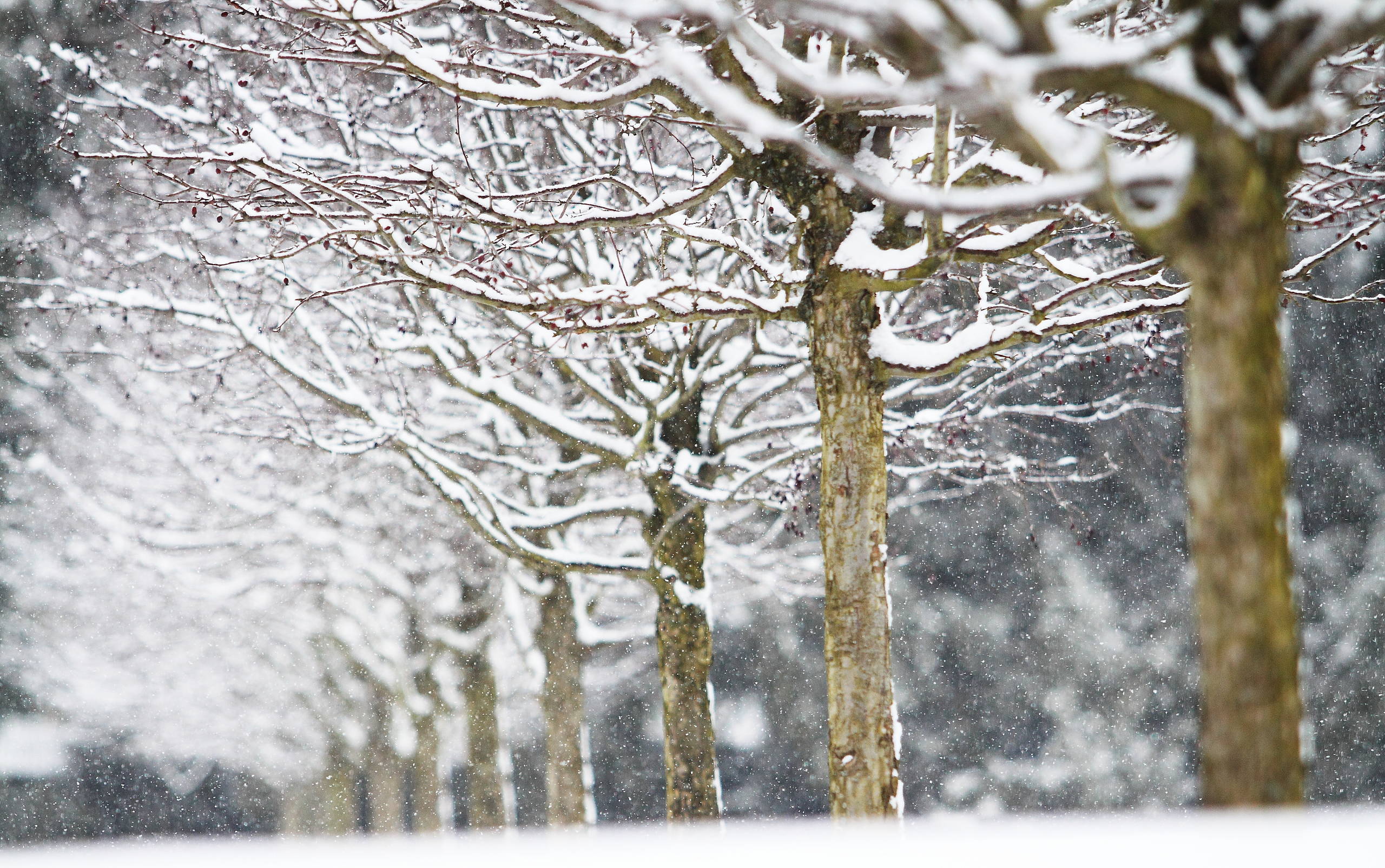 Ледниковый период: Как уберечь растения зимой