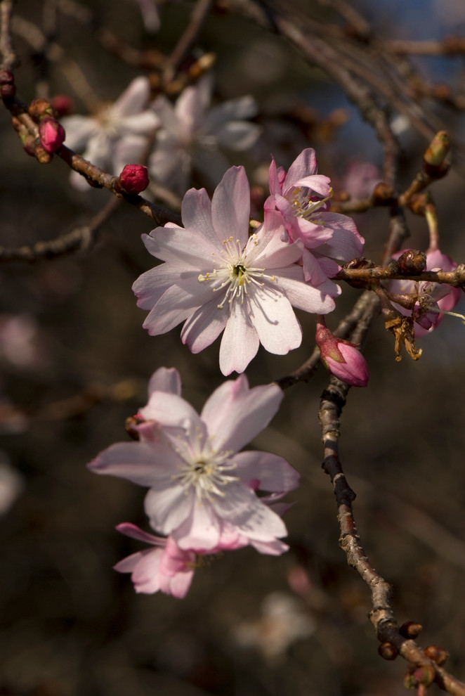 Вопрос: Какой сакурой на самом деле любуются в Японии