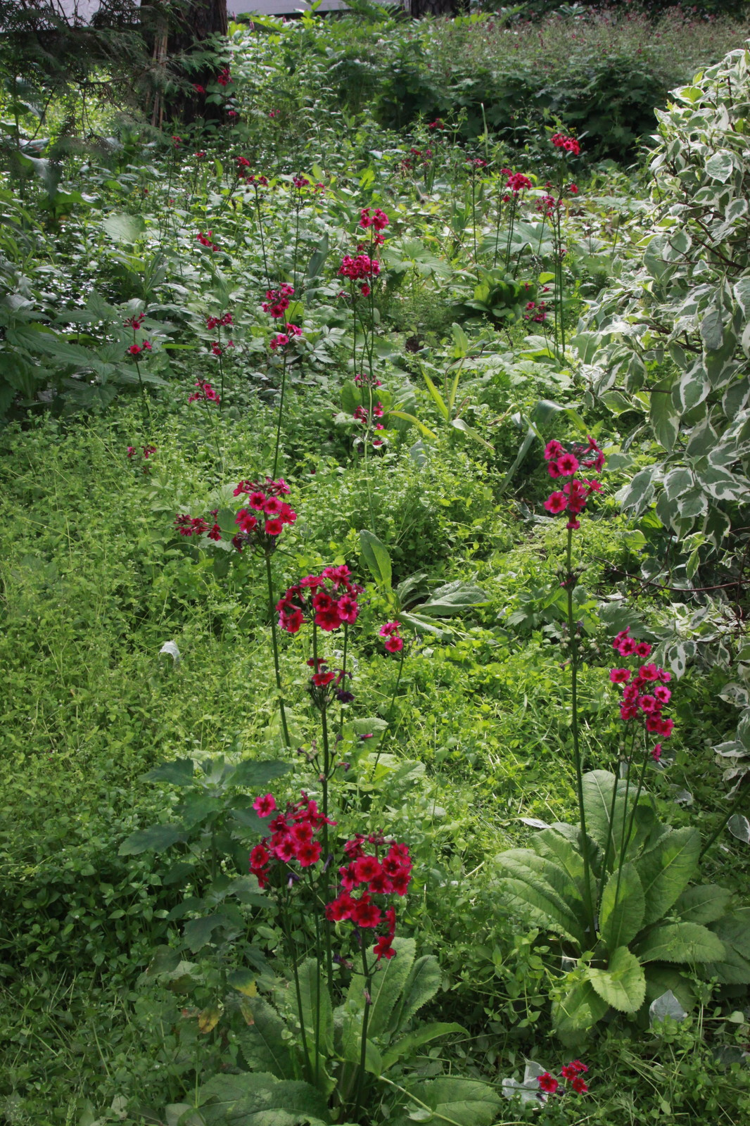 Обложка проекта: Сад в Серебрянном Бору