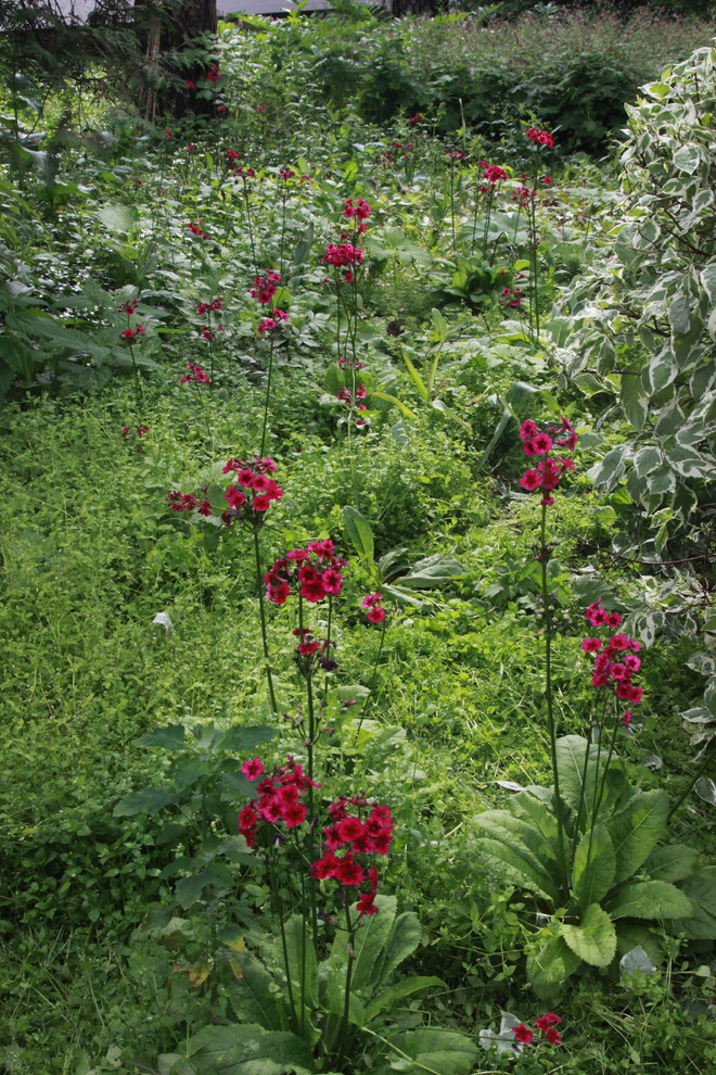 Обложка проекта: Сад в Серебрянном Бору