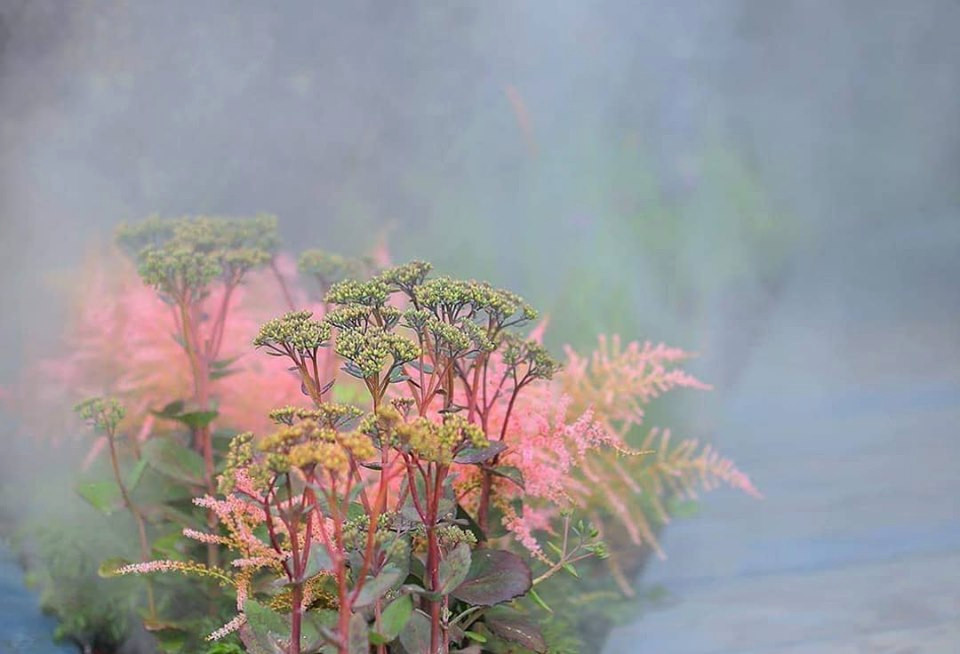 Сад Метерлинка