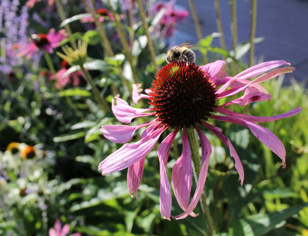 Запорожское