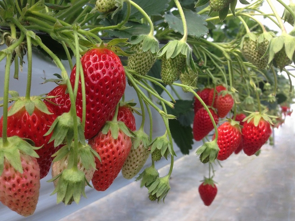 Пермакультура: Как использовать ее принципы на ваших 6 сотках