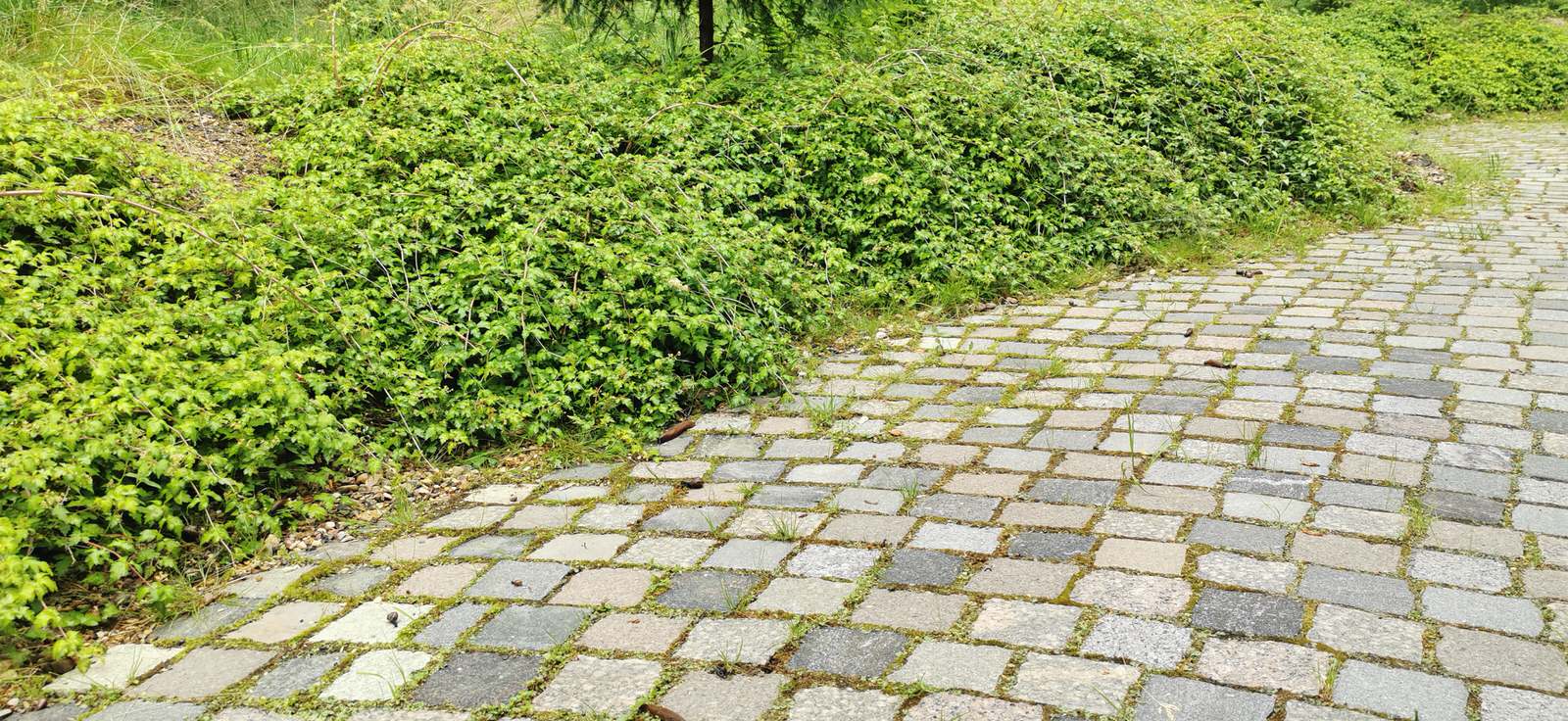 Лесное озеро