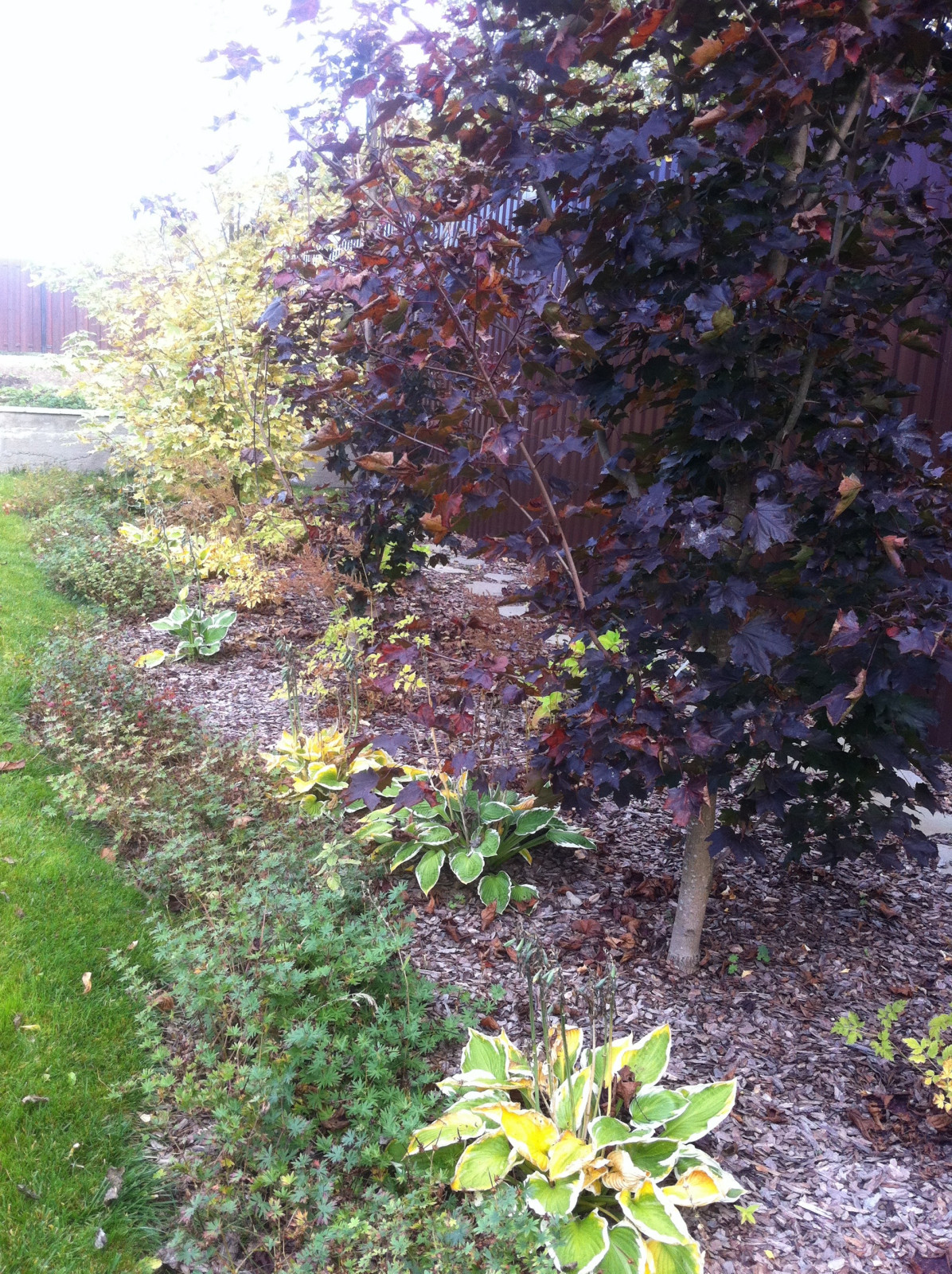 Обложка проекта: "Сад эгоист"