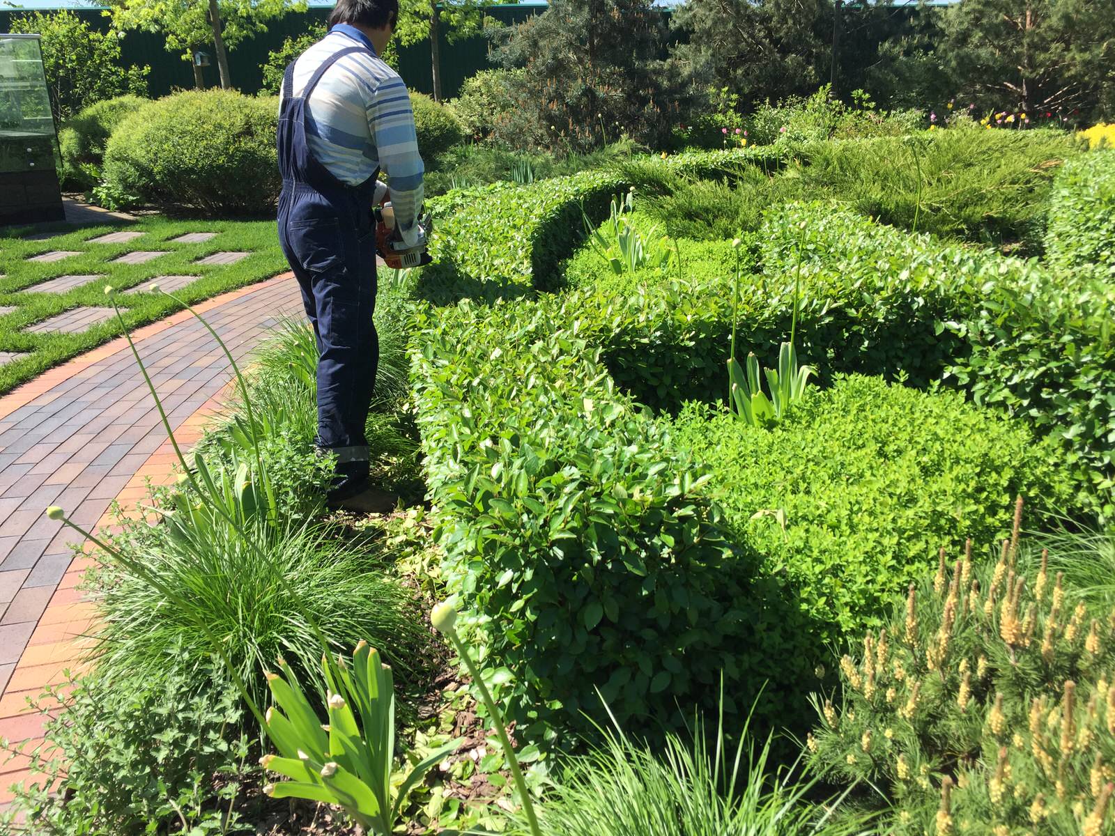 Холодное лето 2017 (сад "Игра в лабиринт")