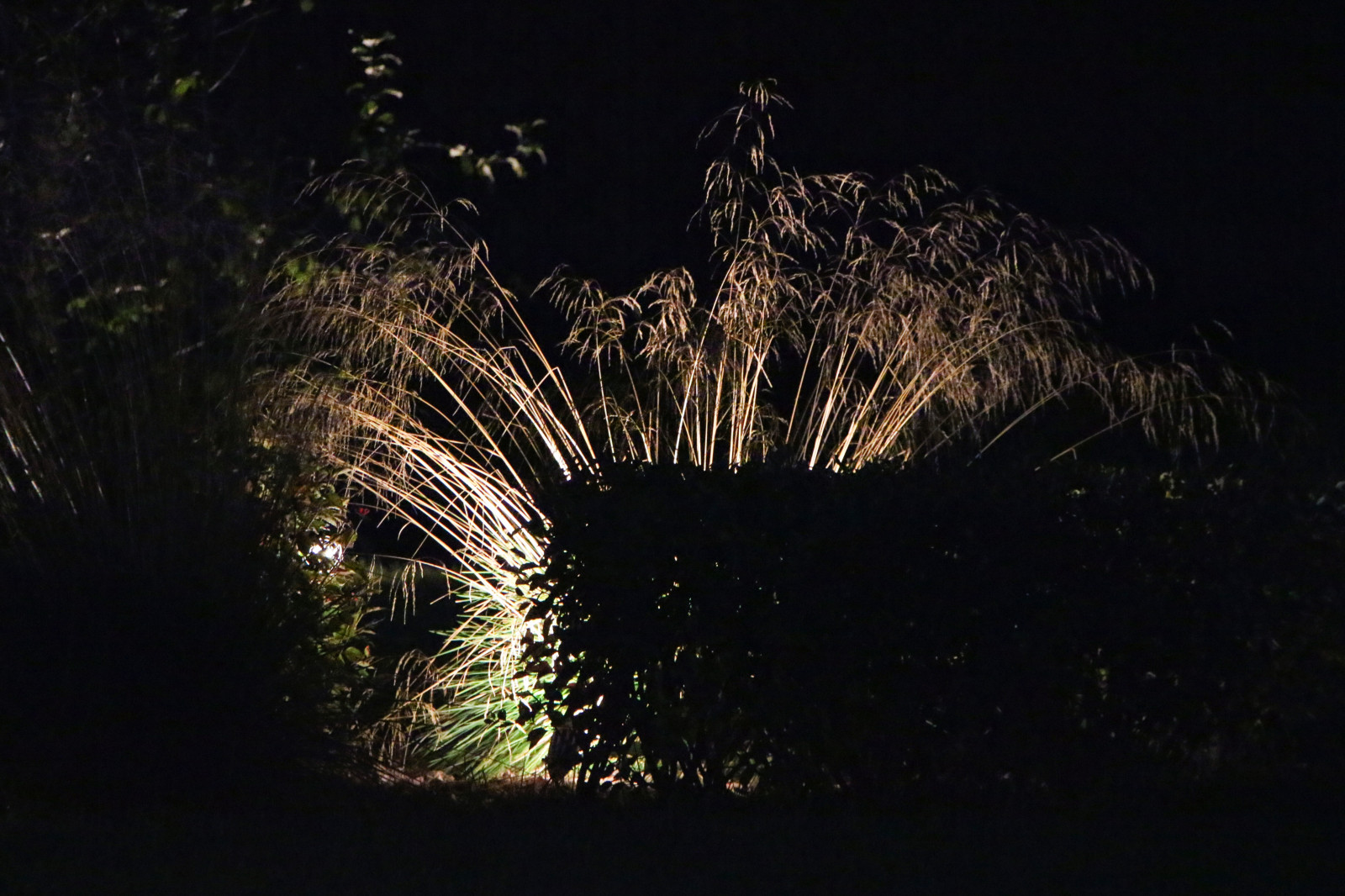 Петровское, ночной сад, 2018-2020 гг.