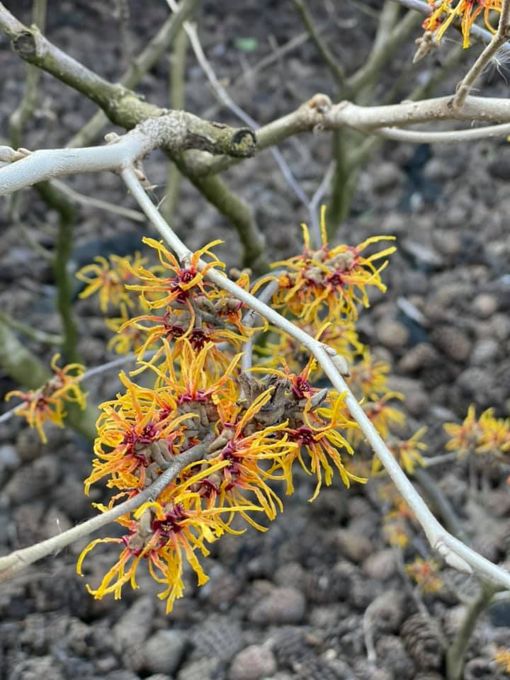 В гостях: Загадочный сад в Херсоне на 12 сотках